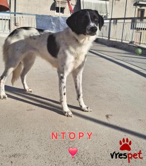 Ράτσα: Ελληνικός Ποιμενικός - Greek Shepherd | Ηλικία: 1 έτους | Φύλο: Θηλυκό | Αρ. Microchip: 000000000000000000000 | Ημίαιμο | Περιοχή: Χαϊδάρι, Αττική
