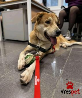 Ράτσα: Άγνωστο - Ημίαιμο | Ηλικία: 2 ετών | Φύλο: Αρσενικό | Αρ. Microchip: - | Περιοχή: Νέα Σμύρνη, Αττική