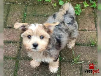 Ράτσα: Γιόρκσάϊρ τεριέ - Yorkshire Terrier | Ηλικία: 2,5 μηνών | Φύλο: Αρσενικό | Αρ. Microchip: 778990098767 | Περιοχή: Πελλοπόνησος