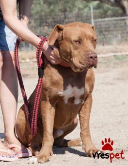 Ράτσα: Ντογκ ντε Μπορντώ - Dogue de Bordeaux | Ηλικία: 4 ετών | Φύλο: Αρσενικό | Αρ. Microchip: 00000000000000 | Περιοχή: Καλύβια Θορικού, Αττική