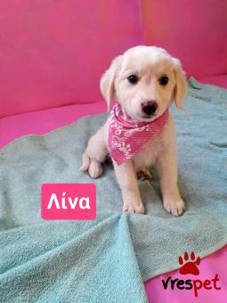 Ράτσα: Λαμπραντόρ - Labrador | Ηλικία: 2 μηνών | Φύλο: Θηλυκό | Αρ. Microchip: 9012362545478 | Ημίαιμο | Περιοχή: Λαυρεωτική, Αττική