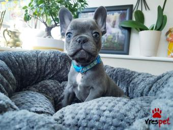 Ράτσα: Γαλλικό Μπουλντόγκ - Bulldog | Ηλικία: 3 μηνών | Φύλο: Θηλυκό | Αρ. Microchip: 902208040809005 | Ιδιώτης | Εκπαιδευμένο | Pedigree | Περιοχή: Αθήνα, Αττική