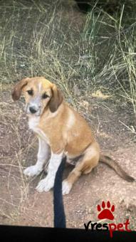 Ράτσα: Λαμπραντόρ - Labrador | Ηλικία: 4 μηνών | Φύλο: Αρσενικό | Αρ. Microchip: 000000000000000000000 | Ημίαιμο | Περιοχή: Χαϊδάρι, Αττική