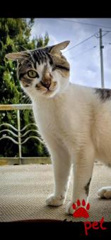 Ράτσα: Άγνωστο - Ημίαιμο | Ηλικία: 5 μηνών | Φύλο: Αρσενικό | Αρ. Microchip: 0000000000 | Περιοχή: Γέρακας, Αττική