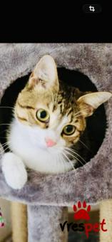 Ράτσα: Άγνωστο - Ημίαιμο | Ηλικία: 8 μηνών | Φύλο: Αρσενικό | Αρ. Microchip: 900096000052576 | Περιοχή: Νίκαια Άγιος Ιωάννης Ρέντης, Αττική