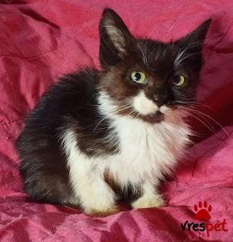 Ράτσα: Μαίην Κουν | Ηλικία: 2 μηνών | Φύλο: Αρσενικό | Αρ. Microchip: 966000017286532 | Περιοχή: Παιανία, Αττική