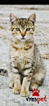 Ράτσα: Άγνωστο - Ημίαιμο | Ηλικία: 5 μηνών | Φύλο: Θηλυκό | Αρ. Microchip: 900182002099629 | Περιοχή: Νίκαια Άγιος Ιωάννης Ρέντης, Αττική