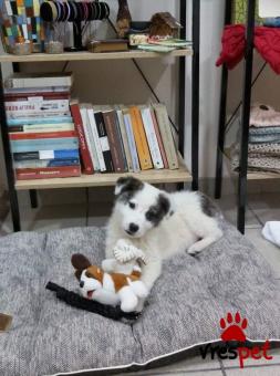 Ράτσα: Ελληνικός Ποιμενικός - Greek Shepherd | Ηλικία: 3 μηνών | Φύλο: Θηλυκό | Αρ. Microchip: 900234567890987 | Περιοχή: Λαυρεωτική, Αττική