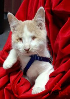 Ράτσα: Άγνωστο - Ημίαιμο | Ηλικία: 3 μηνών | Φύλο: Αρσενικό | Αρ. Microchip: 0 | Ημίαιμο | Περιοχή: Γλυφάδα, Αττική