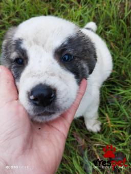 Ράτσα: Άγνωστο - Ημίαιμο | Ηλικία: 2 μηνών | Φύλο: Αρσενικό | Αρ. Microchip: 0000000000000000000000000000000000 | Περιοχή: Διόν Όλυμπος, Μακεδονία