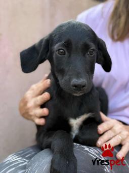 Ράτσα: Άγνωστο - Ημίαιμο | Ηλικία: 3 μηνών | Φύλο: Θηλυκό | Αρ. Microchip: 000000000000008 | Περιοχή: Καλύβια Θορικού, Αττική