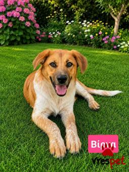 Ράτσα: Λαμπραντόρ - Labrador | Ηλικία: 5 μηνών | Φύλο: Αρσενικό | Αρ. Microchip: 990000014587458 | Ημίαιμο | Περιοχή: Λαυρεωτική, Αττική