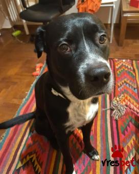 Ράτσα: Πίτ μπούλ - pitbull | Ηλικία: 3 ετών | Φύλο: Αρσενικό | Αρ. Microchip: 999999999 | Περιοχή: Νέα Σμύρνη, Αττική