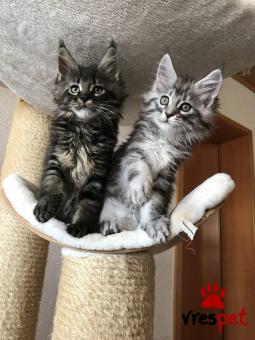 Ράτσα: Σιβηρίας | Ηλικία: 3 μηνών | Φύλο: Αρσενικό | Αρ. Microchip: 978101082345640 | Ιδιώτης | Pedigree | Περιοχή: Αθήνα, Αττική