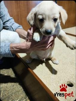 Ράτσα: Κοκόνι - Kokoni | Ηλικία: 3 μηνών | Φύλο: Αρσενικό | Αρ. Microchip: - | Ημίαιμο | Περιοχή: Θεσσαλονίκη, Θεσσαλονίκη