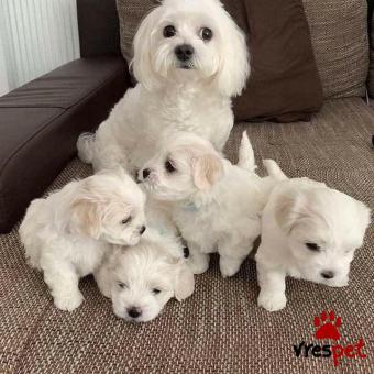 Ράτσα: Μαλτέζ - Maltese | Ηλικία: 2,5 μηνών | Φύλο: Αρσενικό | Αρ. Microchip: 978101082345678 | Ιδιώτης | Εκπαιδευμένο | Pedigree | Περιοχή: Αθήνα, Αττική