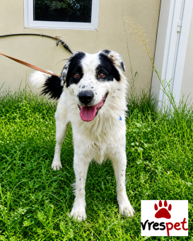 Ράτσα: Κόλι - Collie | Ηλικία: 3 ετών | Φύλο: Αρσενικό | Αρ. Microchip: 0 | Ημίαιμο | Περιοχή: Γλυφάδα, Αττική