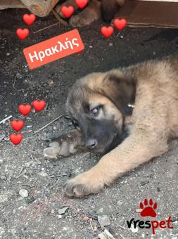 Ράτσα: Ελληνικός Ποιμενικός - Greek Shepherd | Ηλικία: 3 μηνών | Φύλο: Αρσενικό | Αρ. Microchip: 9400034569584 | Ημίαιμο | Περιοχή: Λαυρεωτική, Αττική