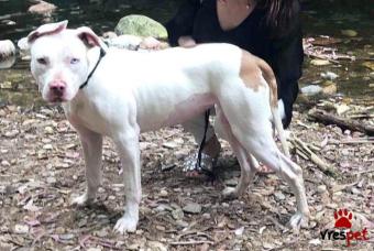 Ράτσα: Πίτ μπούλ - pitbull | Ηλικία: 1 έτους | Φύλο: Θηλυκό | Αρ. Microchip: 901435231689003 | Περιοχή: Χαϊδάρι, Αττική