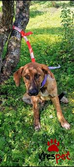 Ράτσα: Γερμανικός ποιμενικός Αλσατίας | Ηλικία: 5 μηνών | Φύλο: Αρσενικό | Αρ. Microchip: 9658877120311 | Περιοχή: Μινώα Πεδιάδα, Κρήτη