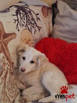 Ράτσα: Βελγικός Ποιμενικός - Belgian Sheepdog | Ηλικία: 2,5 μηνών | Φύλο: Θηλυκό | Αρ. Microchip: 9012362545478 | Ημίαιμο | Περιοχή: Λαυρεωτική, Αττική