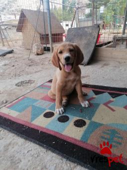 Ράτσα: Κόκερ Σπάνιελ κλάμπερ - Cocker Spaniel Clumber | Ηλικία: 3 μηνών | Φύλο: Θηλυκό | Αρ. Microchip: 123456789 | Ημίαιμο | Περιοχή: Νίκαια Άγιος Ιωάννης Ρέντης, Αττική