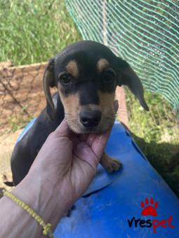 Ράτσα: Άγνωστο - Ημίαιμο | Ηλικία: 3 μηνών | Φύλο: Θηλυκό | Αρ. Microchip: - | Περιοχή: Νέα Σμύρνη, Αττική