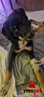 Ράτσα: Άγνωστο - Ημίαιμο | Ηλικία: 2 ετών | Φύλο: Αρσενικό | Αρ. Microchip: 00000000000 | Περιοχή: Αττική