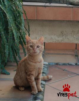 Ράτσα: Άγνωστο - Ημίαιμο | Ηλικία: 3 μηνών | Φύλο: Αρσενικό | Αρ. Microchip: - | Περιοχή: Νέα Σμύρνη, Αττική