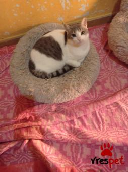 Ράτσα: Γάτα του Αιγαίου | Ηλικία: 2 ετών | Φύλο: Αρσενικό | Αρ. Microchip: 000000000000000000000 | Ημίαιμο | Περιοχή: Χαϊδάρι, Αττική