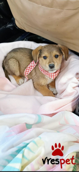 Ράτσα: Λαμπραντόρ - Labrador | Ηλικία: 2 μηνών | Φύλο: Θηλυκό | Αρ. Microchip: 1289675432222 | Περιοχή: Μινώα Πεδιάδα, Κρήτη