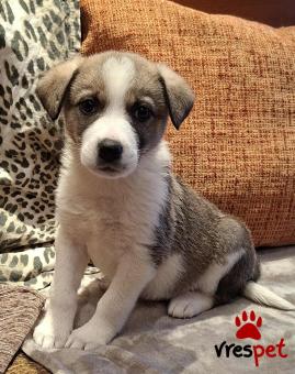 Ράτσα: Άγνωστο - Ημίαιμο | Ηλικία: 2 μηνών | Φύλο: Θηλυκό | Αρ. Microchip: 0 | Ημίαιμο | Περιοχή: Γλυφάδα, Αττική