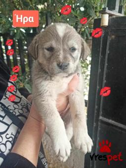 Ράτσα: Λαμπραντόρ - Labrador | Ηλικία: 2 μηνών | Φύλο: Θηλυκό | Αρ. Microchip: 9012362545478 | Ημίαιμο | Περιοχή: Λαυρεωτική, Αττική