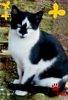 Ράτσα: Γάτα του Αιγαίου | Ηλικία: 2 μηνών | Φύλο: Αρσενικό | Αρ. Microchip: 0000000000 | Ιδιώτης | Περιοχή: Θεσσαλονίκη, Θεσσαλονίκη