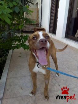 Ράτσα: Πίτ μπούλ - pitbull | Ηλικία: 2 ετών | Φύλο: Θηλυκό | Αρ. Microchip: 941000019884634 | Περιοχή: Χαϊδάρι, Αττική