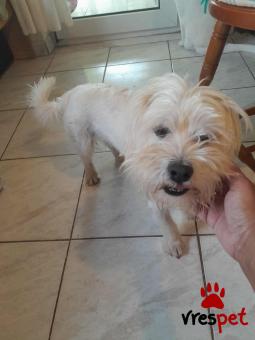 Ράτσα: Μαλτέζ - Maltese | Ηλικία: 2 ετών | Φύλο: Αρσενικό | Αρ. Microchip: 9012362545478 | Ημίαιμο | Περιοχή: Λαυρεωτική, Αττική