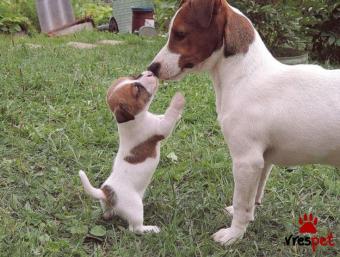 Ράτσα: Τζακ Ράσελ Τεριέ - Jack Russell Terrier | Ηλικία: 2 μηνών | Φύλο: Αρσενικό | Αρ. Microchip: 985113009870055 | Ιδιώτης | Εκπαιδευμένο | Pedigree | Περιοχή: Αθήνα, Αττική