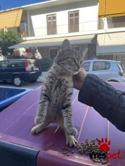 Ράτσα: Άγνωστο - Ημίαιμο | Ηλικία: 3 μηνών | Φύλο: Θηλυκό | Αρ. Microchip: 000000000000000000000 | Ημίαιμο | Περιοχή: Χαϊδάρι, Αττική