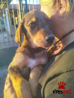 Ράτσα: Άγνωστο - Ημίαιμο | Ηλικία: 3 μηνών | Φύλο: Αρσενικό | Αρ. Microchip: 000000000000008 | Περιοχή: Καλύβια Θορικού, Αττική