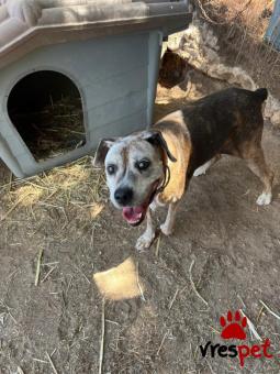 Ράτσα: Άγνωστο - Ημίαιμο | Ηλικία: 5+ | Φύλο: Θηλυκό | Αρ. Microchip: - | Περιοχή: Νέα Σμύρνη, Αττική