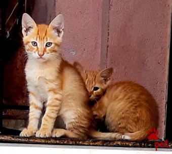Ράτσα: Άγνωστο - Ημίαιμο | Ηλικία: 3 μηνών | Φύλο: Αρσενικό | Αρ. Microchip: 0 | Περιοχή: Νεάπολη Συκεές, Θεσσαλονίκη