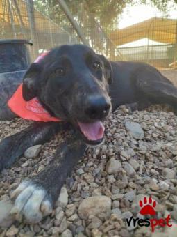 Ράτσα: Άγνωστο - Ημίαιμο | Ηλικία: 1 έτους | Φύλο: Θηλυκό | Αρ. Microchip: 000000000000008 | Περιοχή: Καλύβια Θορικού, Αττική