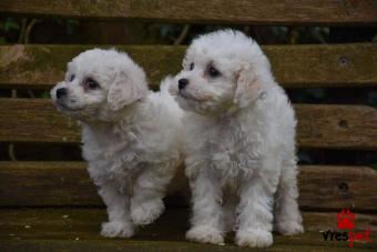 Ράτσα: Μπισόν Φρίζ - Bichon Frise | Ηλικία: 2,5 μηνών | Φύλο: Θηλυκό | Αρ. Microchip: 902208402030902 | Ιδιώτης | Εκπαιδευμένο | Pedigree | Περιοχή: Αθήνα, Αττική