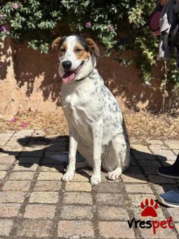 Ράτσα: Άγνωστο - Ημίαιμο | Ηλικία: 1 έτους | Φύλο: Θηλυκό | Αρ. Microchip: 000000000000008 | Περιοχή: Καλύβια Θορικού, Αττική