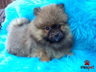 Ράτσα: Πομεράνιαν - Pomeranian | Ηλικία: 2,5 μηνών | Φύλο: Θηλυκό | Αρ. Microchip: 90308093098062 | Ιδιώτης | Εκπαιδευμένο | Pedigree | Περιοχή: Αθήνα, Αττική