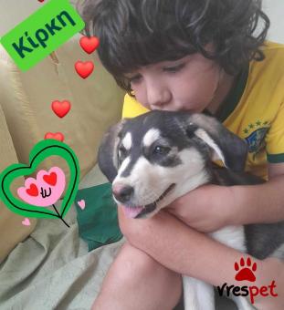Ράτσα: Σιβηριανός Χάσκι - Siberian Husky | Ηλικία: 3 μηνών | Φύλο: Θηλυκό | Αρ. Microchip: 9400034569584 | Ημίαιμο | Περιοχή: Λαυρεωτική, Αττική