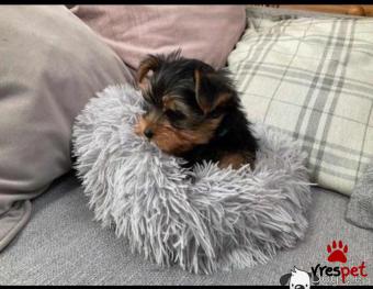 Ράτσα: Γιόρκσάϊρ τεριέ - Yorkshire Terrier | Ηλικία: 2 μηνών | Φύλο: Θηλυκό | Αρ. Microchip: 74773010 | Έμπορος | Ιδιώτης | Εκπαιδευμένο | Pedigree | Περιοχή: Αττική