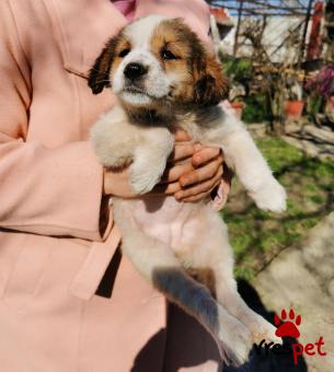 Ράτσα: Άγνωστο - Ημίαιμο | Ηλικία: 2,5 μηνών | Φύλο: Θηλυκό | Αρ. Microchip: - | Περιοχή: Αλεξάνδρεια, Μακεδονία