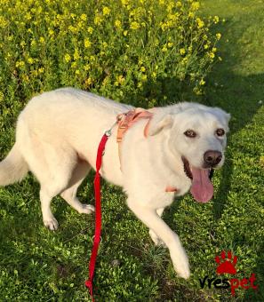 Ράτσα: Λαμπραντόρ - Labrador | Ηλικία: 4 ετών | Φύλο: Θηλυκό | Αρ. Microchip: 0 | Ημίαιμο | Περιοχή: Γλυφάδα, Αττική