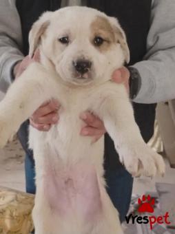 Ράτσα: Άγνωστο - Ημίαιμο | Ηλικία: 2 μηνών | Φύλο: Αρσενικό | Αρ. Microchip: - | Περιοχή: Κιλκίς, Μακεδονία